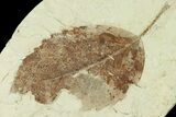 Miocene Fossil Leaf (Populus) - Augsburg, Germany #139270-1
